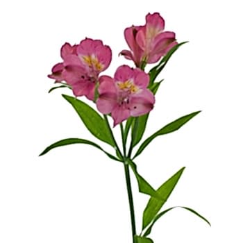 alstroemeria