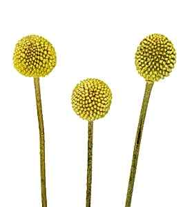CRASPEDIA (BILLY BALL) flower
