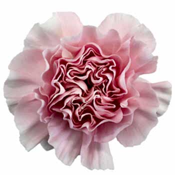 carnation flower