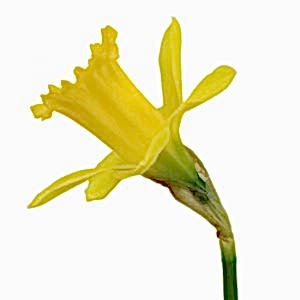 Daffodil flower