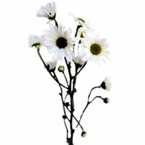 Daisy flower