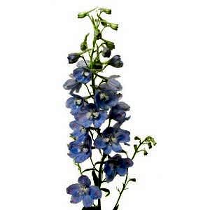 Delphinium larkspur flower