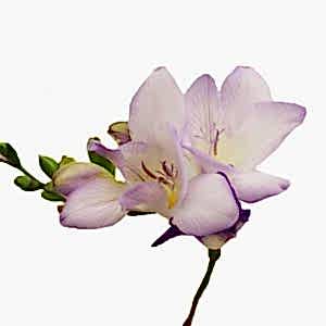 Freesia flower