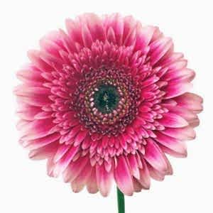Gerbera Daisy flower