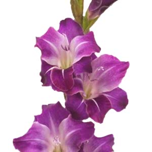 Gladiolus flower