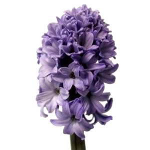 Hyacinth flower