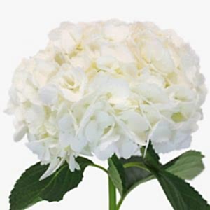 Hydrangea flower