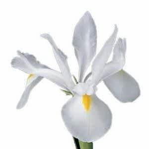 Iris flower