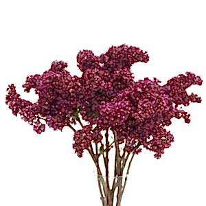Lilac flower