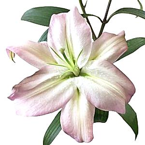 Lily flower