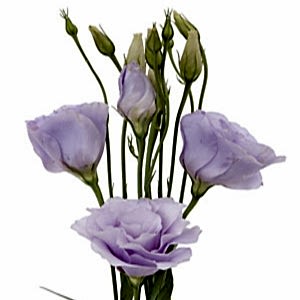 Lisianthus flower