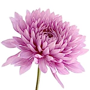 CHRYSANTHEMUM flower
