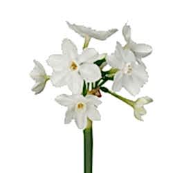 NARCISSUS (PAPERWHITE) flower