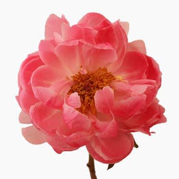 peony flower