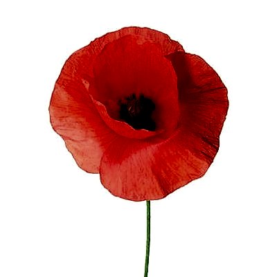 Poppy flower