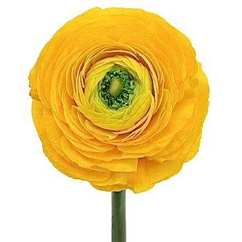 Ranunculus flower