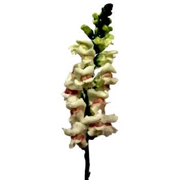 Snapdragon flower