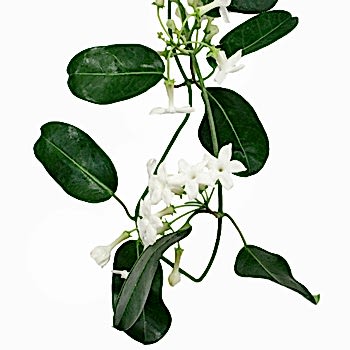 stephanotis flower