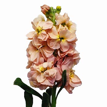 STOCK (GILLIFLOWER) flower