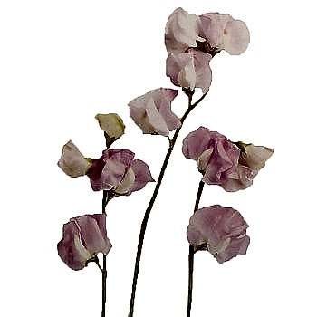 sweet pea flowers