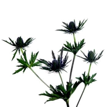 thistle flower