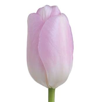 Tulip flower