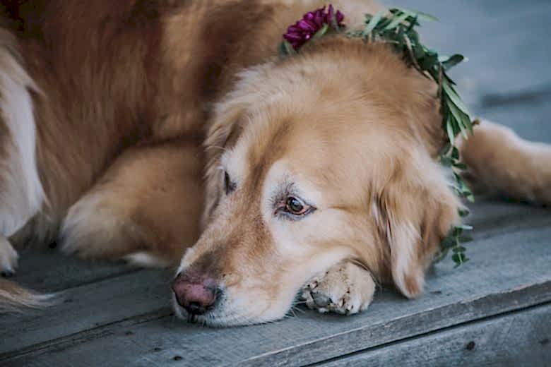 golden retriever with flower collar