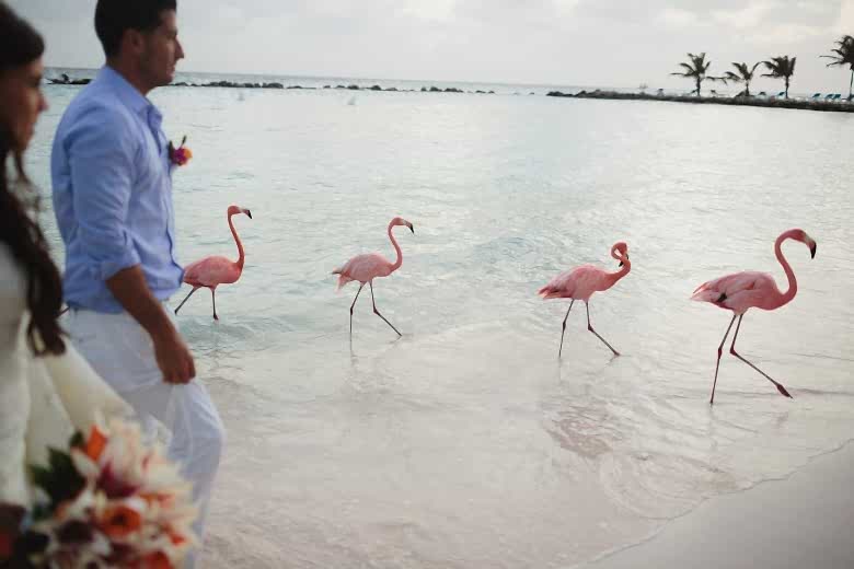 flamingos walking on the beach