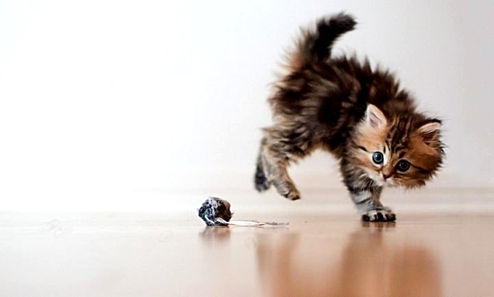 cute kitten jumping