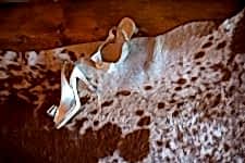 gold shoes on a cow rug