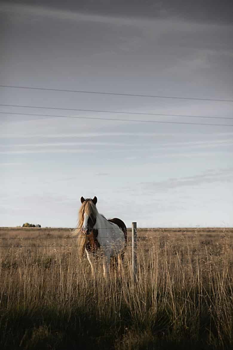 Horse in field