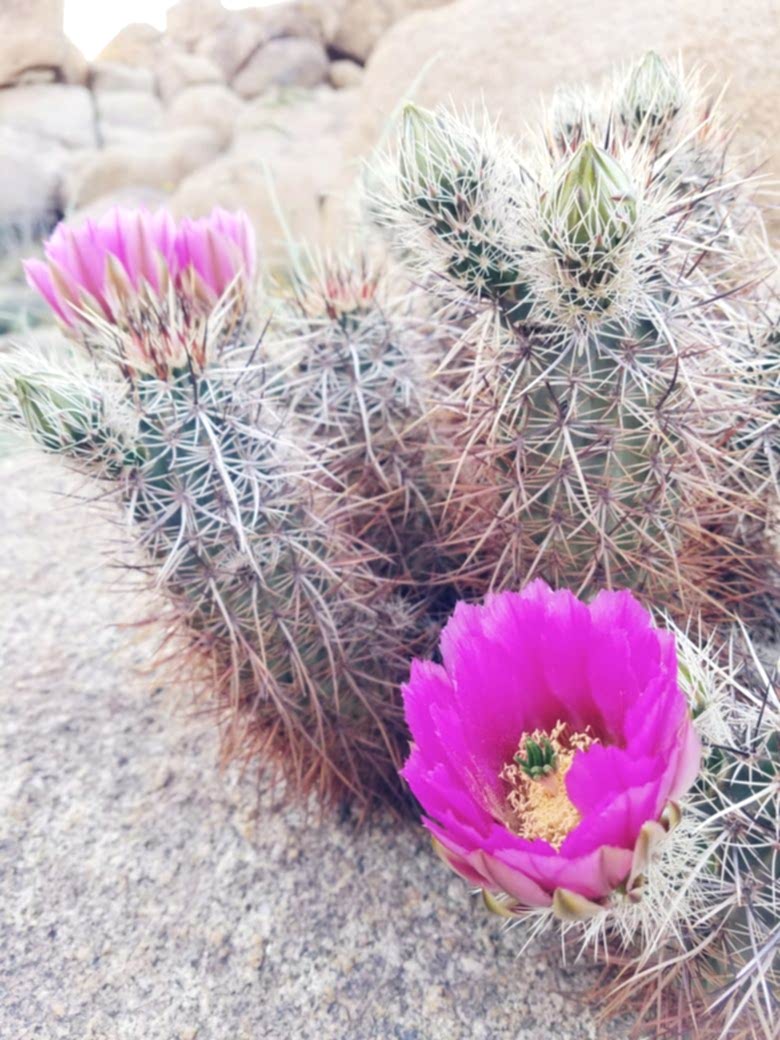 close up of cactus with pink flower