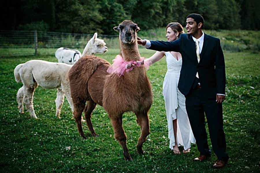 a wedding couple petting llamas