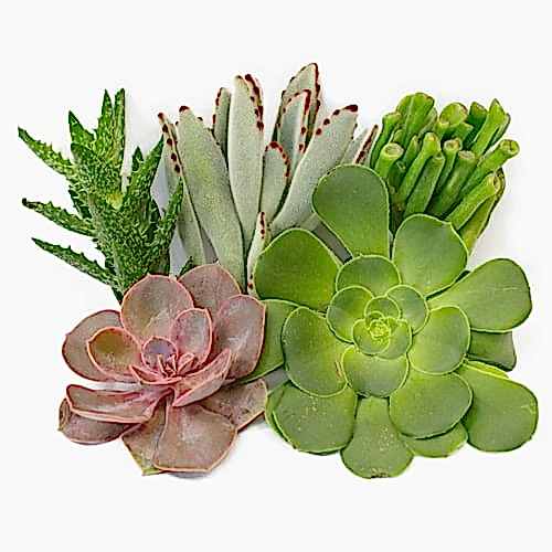 Assorted succulents