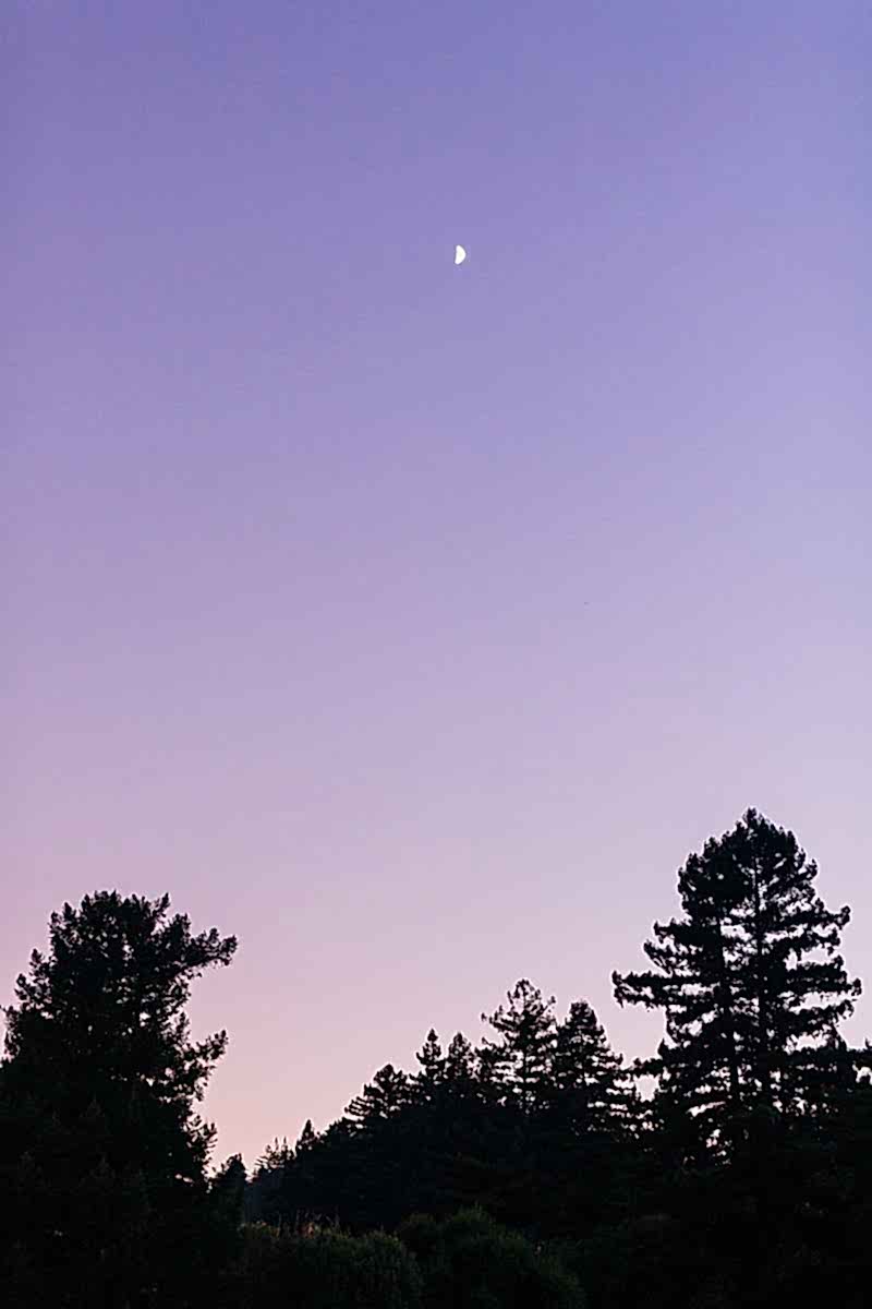 the moon rising as the sun sets behind the trees at the compact summer camp in la Honda, CA