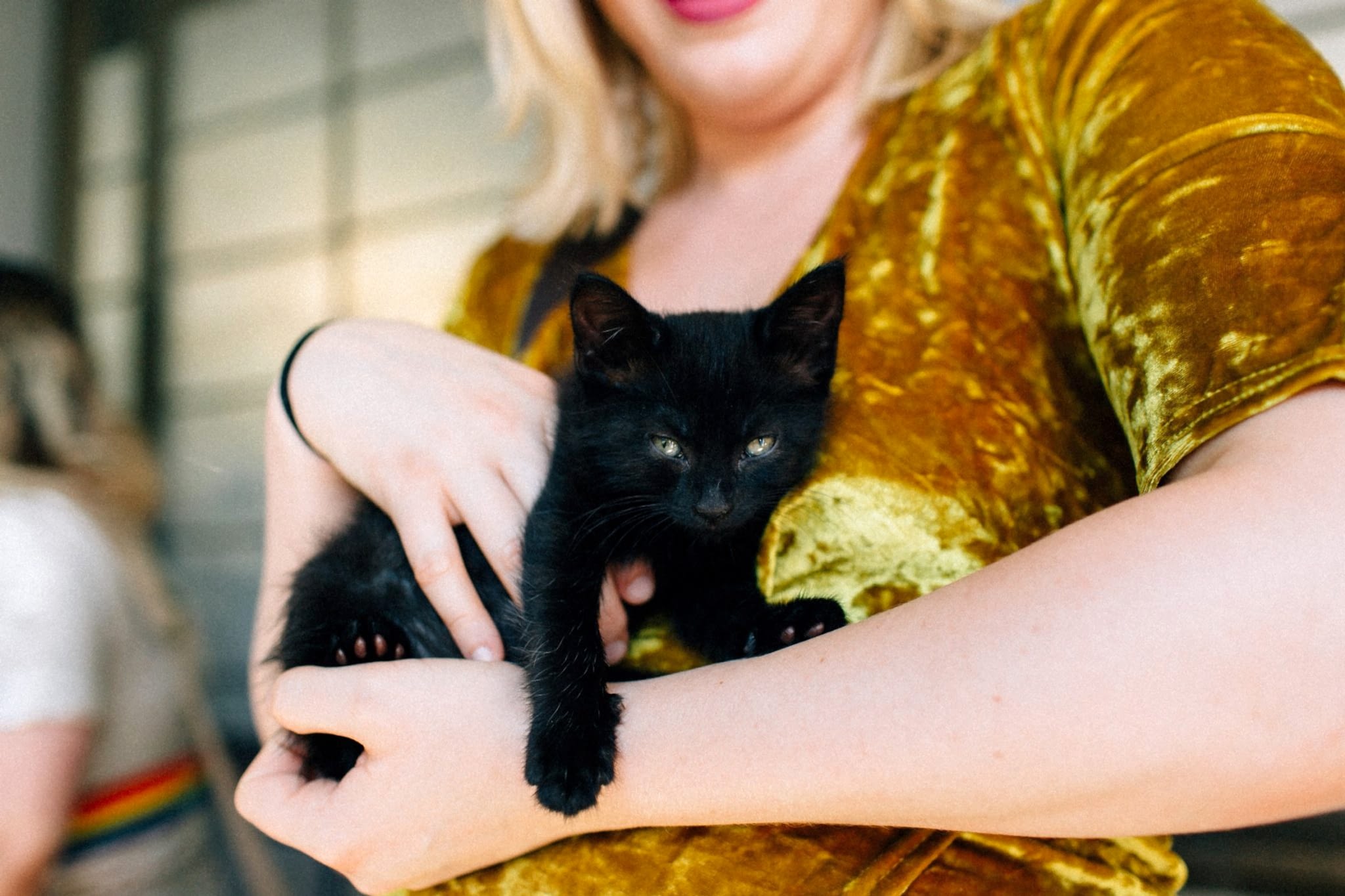 kitten happy hour wedding
