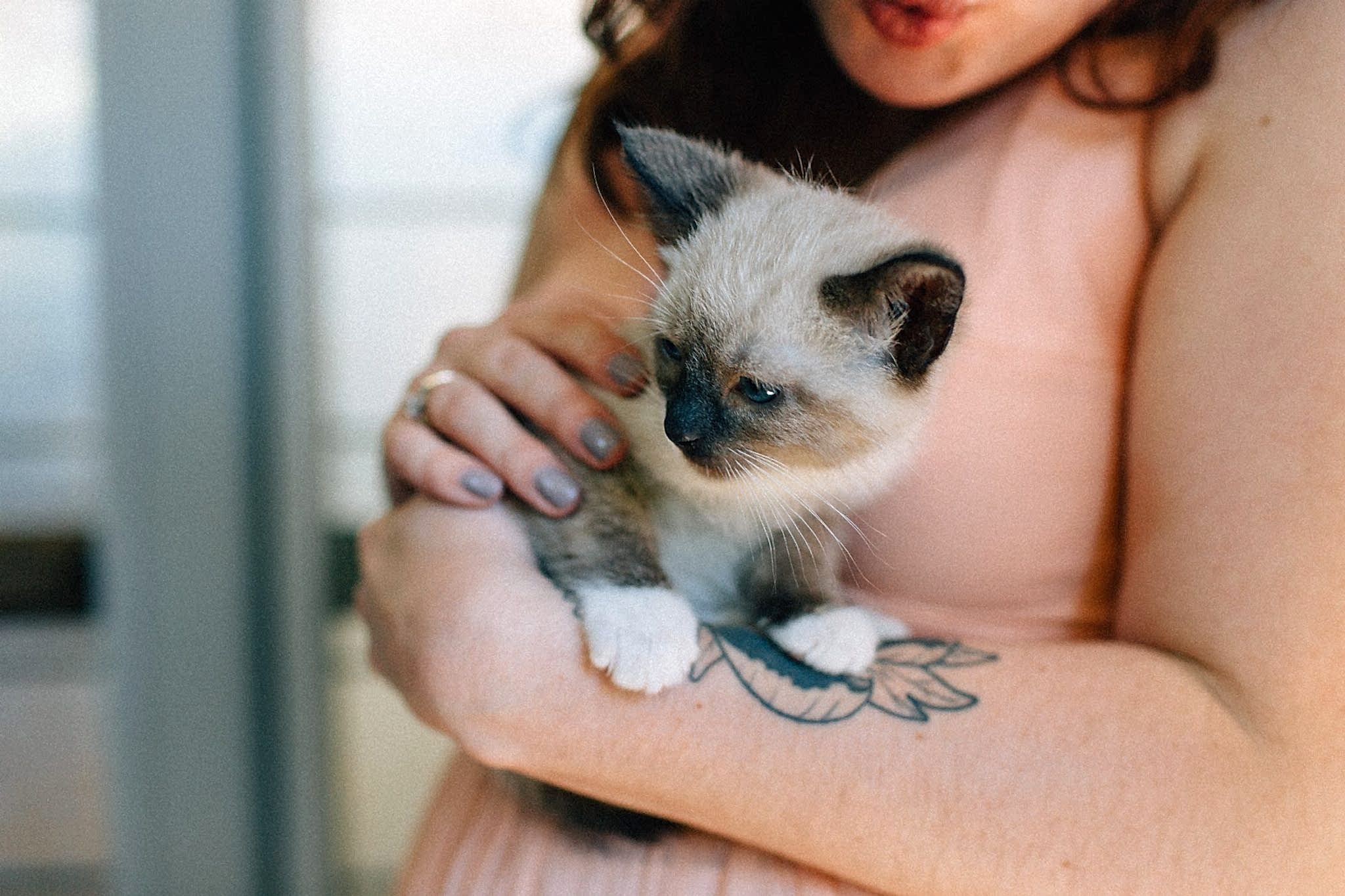 kitten happy hour wedding