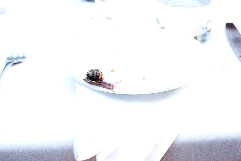 A snail crawls across an empty white plate sitting on a folded white napkin at a formally set table.