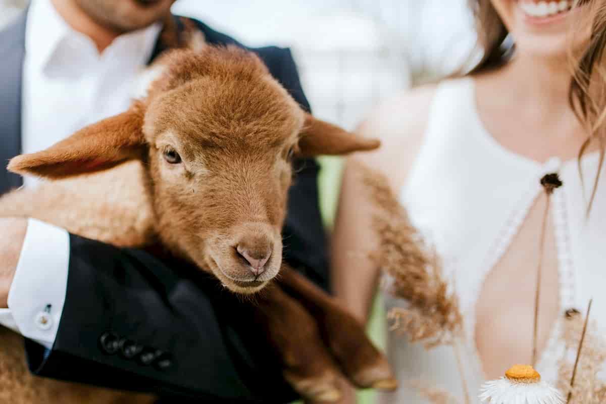 A wedding couple smile and carry a baby goat.