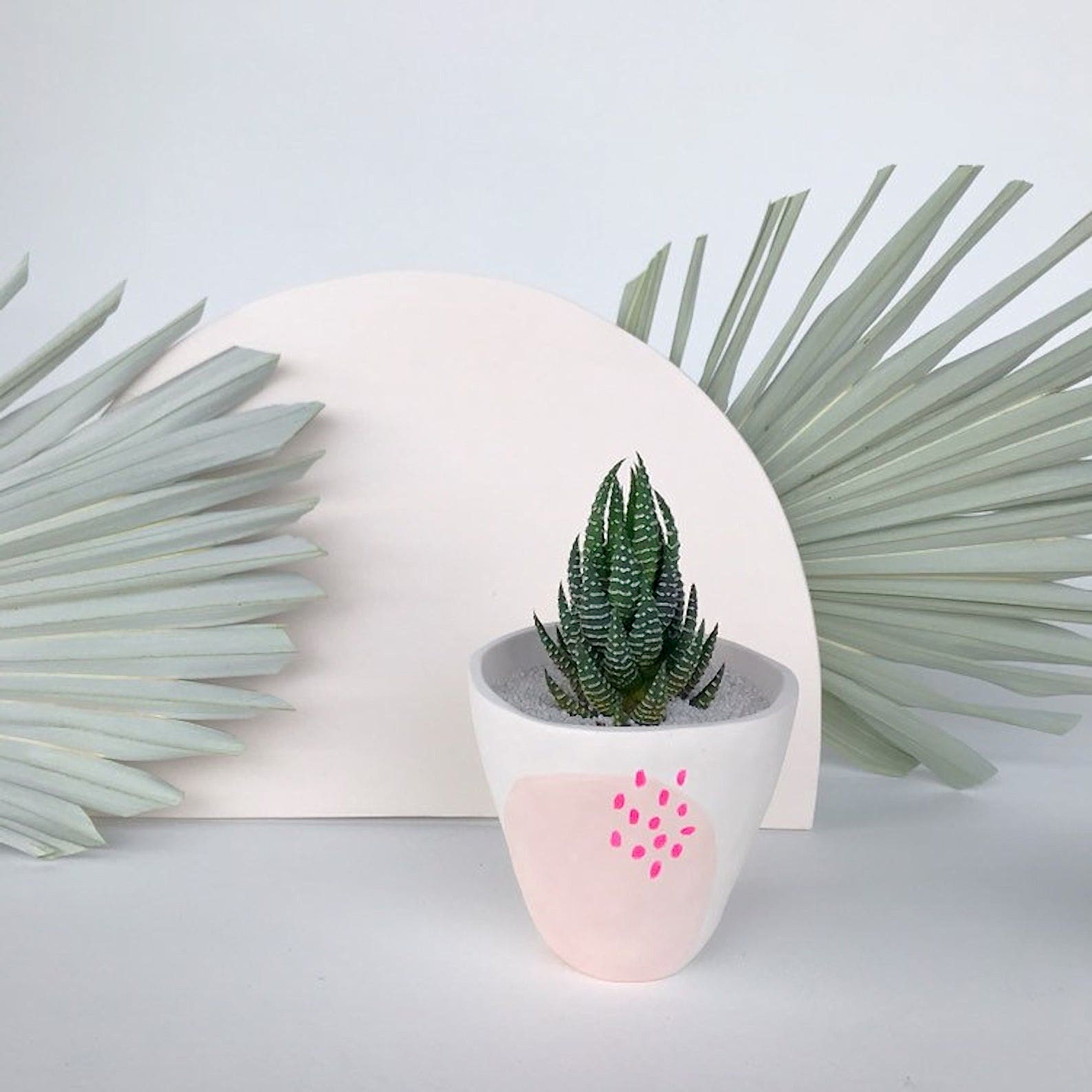 Zebra succulent plant.