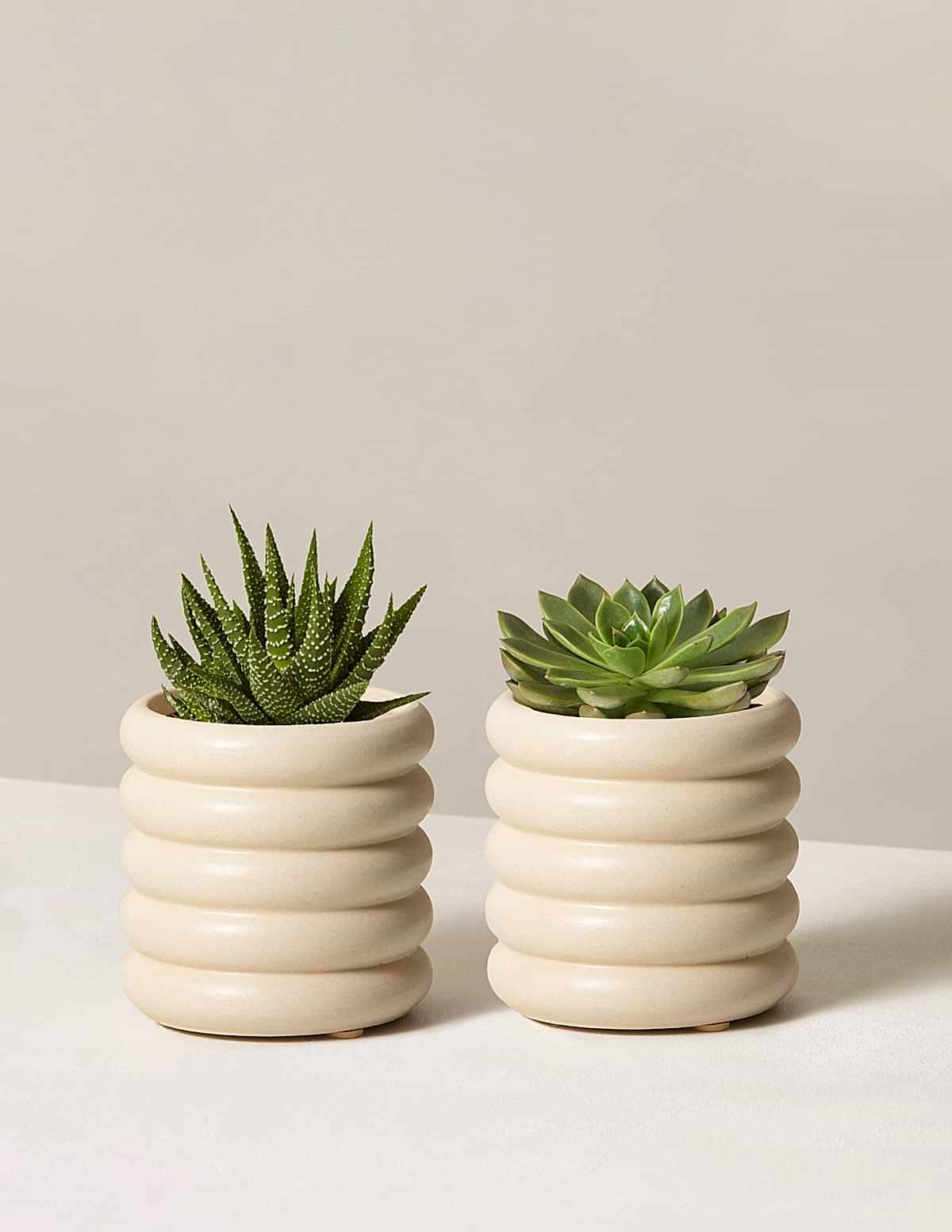 plant duo