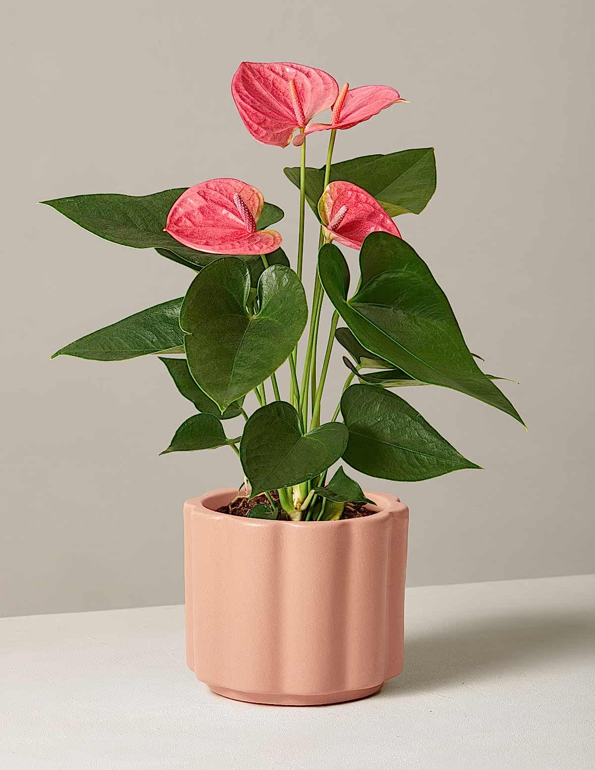 potted pink anthurium