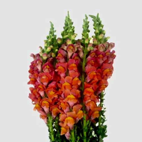 orange and pink snapdragons