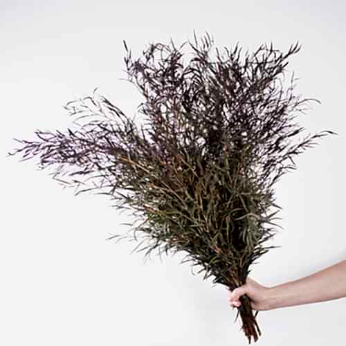 bunch of agonis
