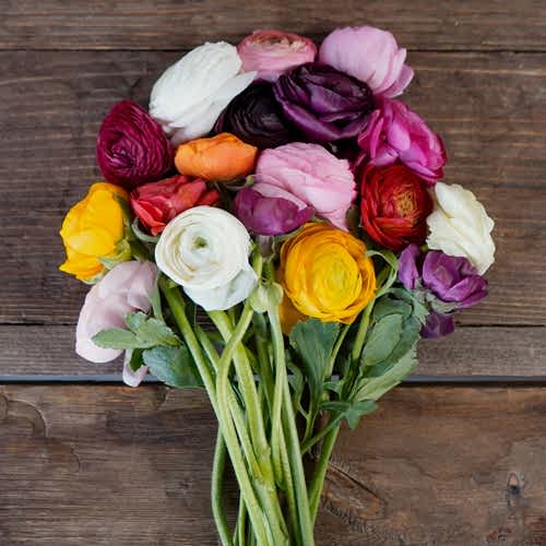 ranunculus flower bunch