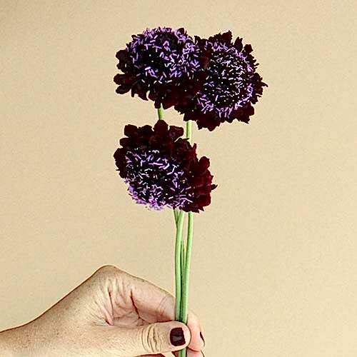 purple scabiosa flowers