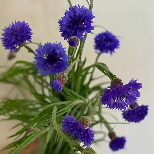 cornflowers