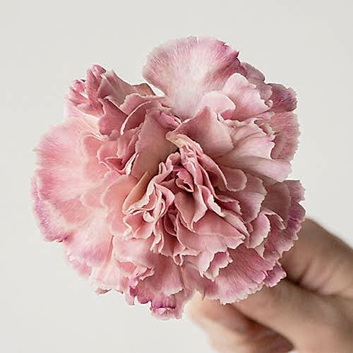 pink carnation