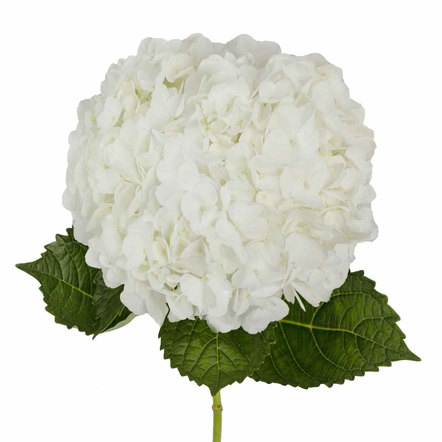 white hydrangea 