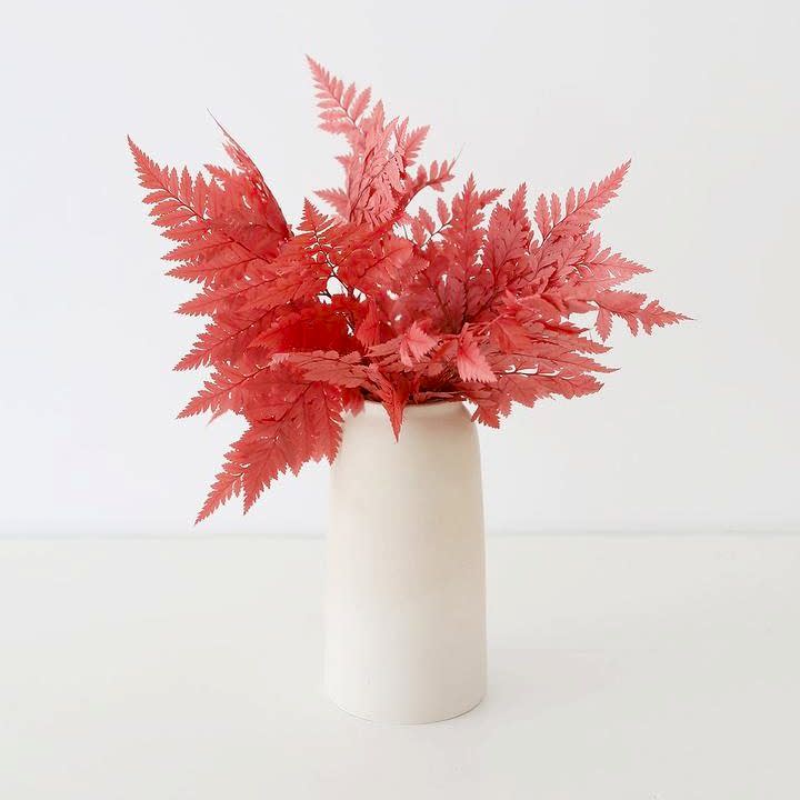 preserved coral fern